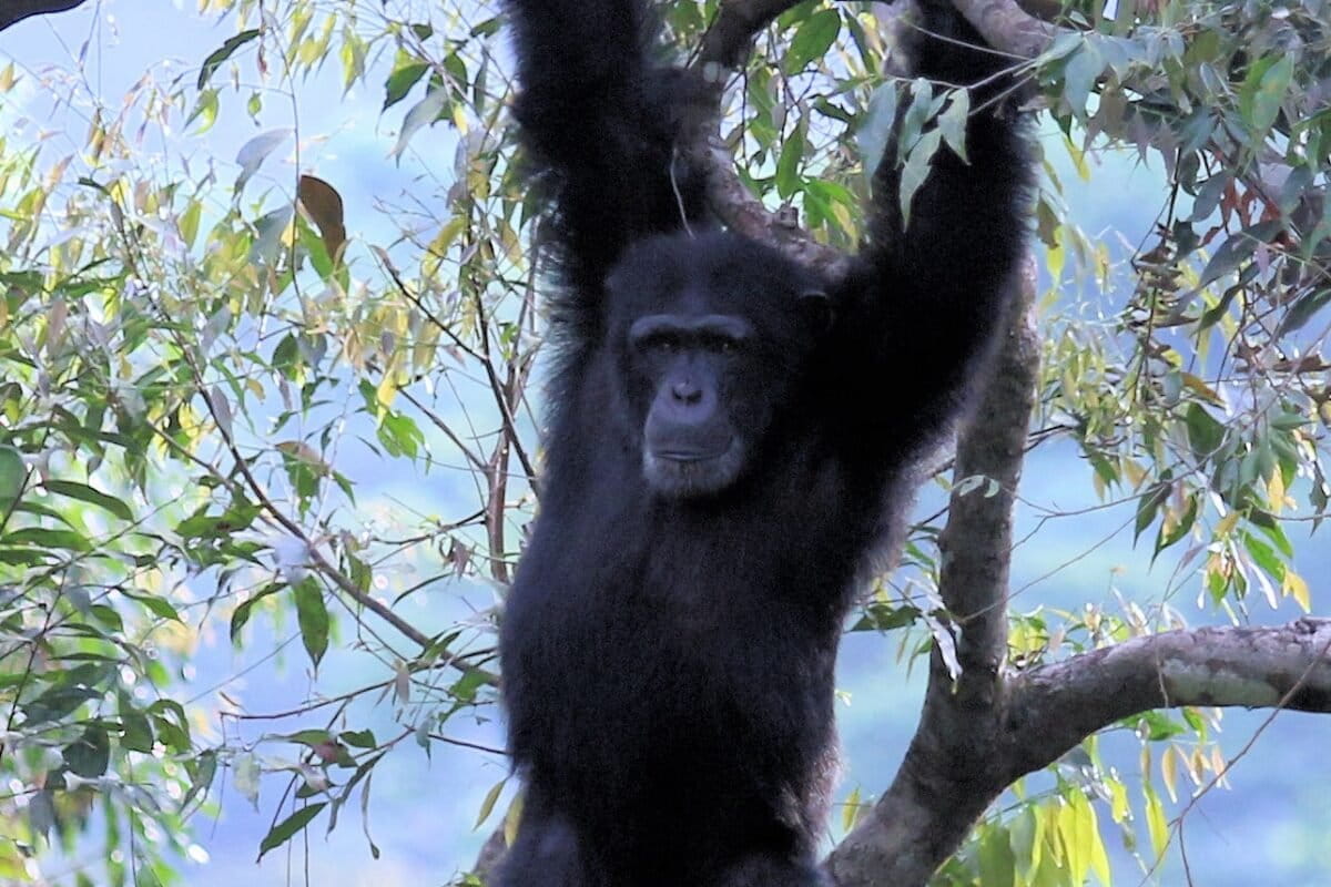 Conservationists mobilize to save Sierra Leone national park and its chimpanzees