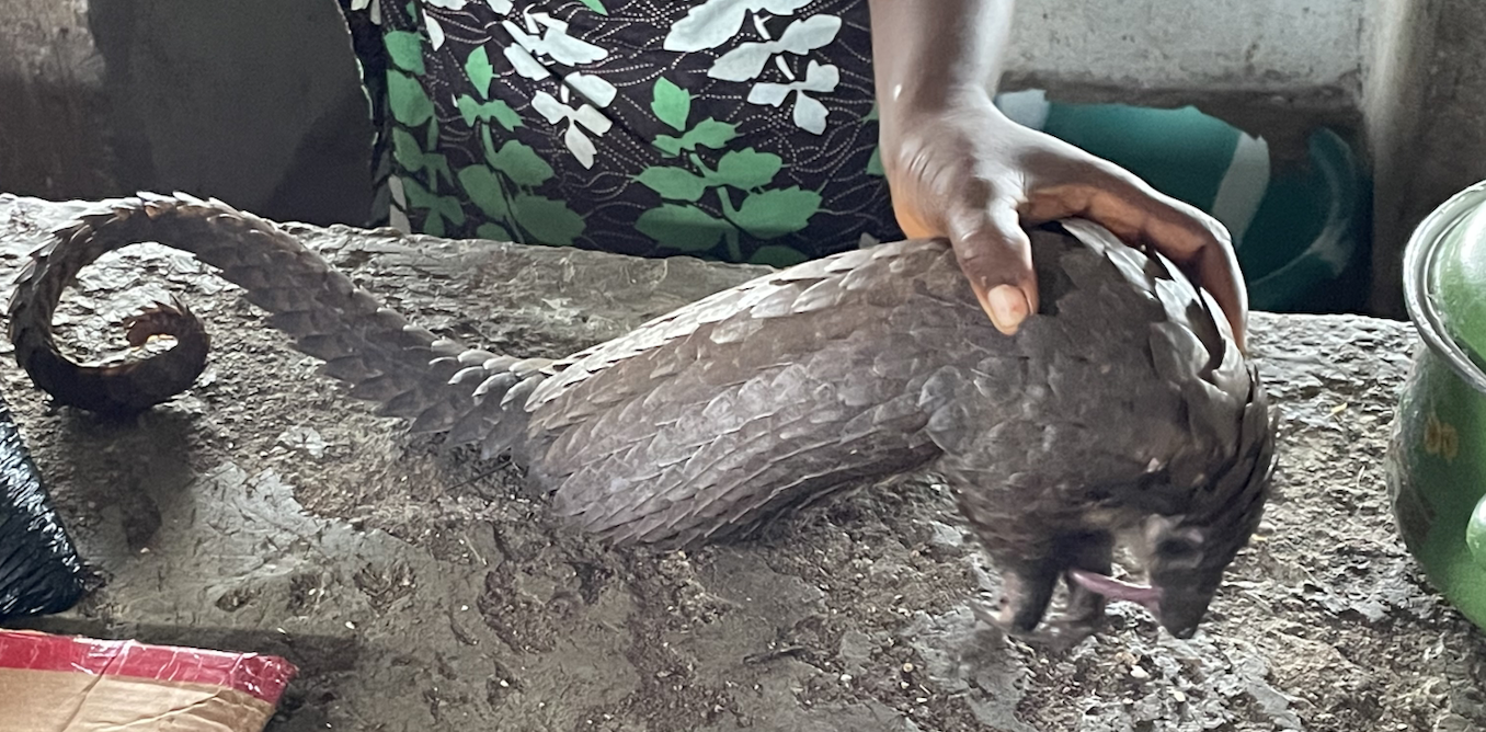 Sierra Leone&rsquo;s bushmeat markets pose serious health hazards &ndash; we studied two for six months to find solutions