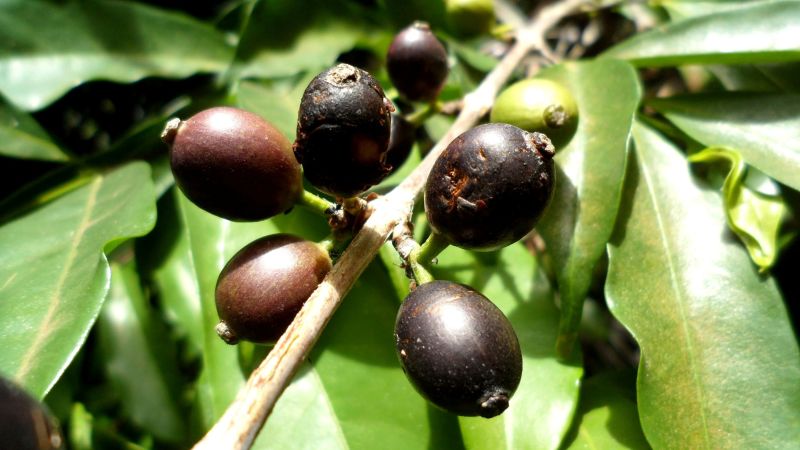 Forgotten for half a century, this rare bean could save Sierra Leone&rsquo;s coffee industry
